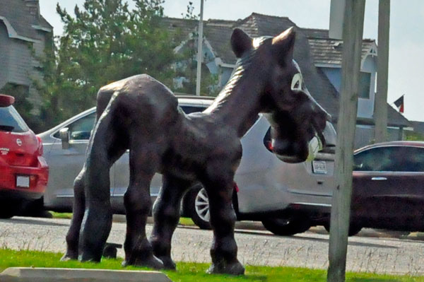 donkey
